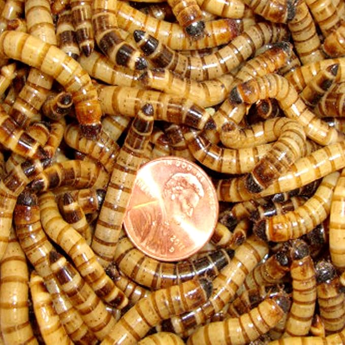 250ct Superworms, Feed Reptile, Birds, Fishing Best Bait