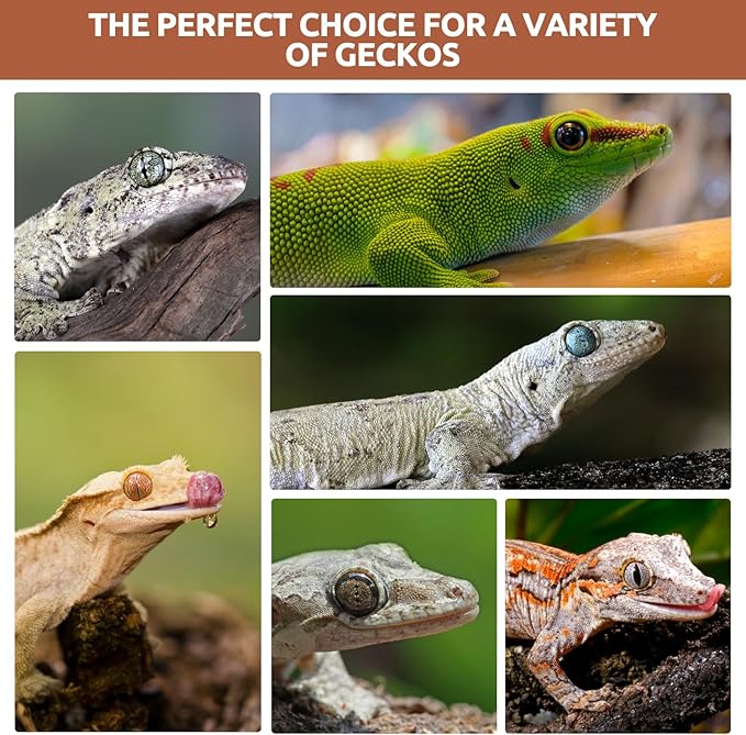 Gecko Food, Fruit Mix Apricot and Insects Gecko Diet