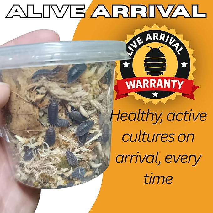 Live 10ct Powder Blue Isopods (Porcellionides Pruinosus) Cleanup Crew & Reptile Food