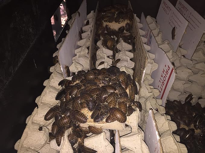 BadAssBugs™ 2LB Dubia Roach Chow Honey Horchata