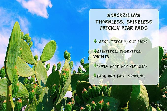 12 Ounces Fresh Prickly Pear Cactus Plant - Tuna Cactus - Spineless Opuntia, Nutritious Super Food for Tortoises, Turtles, Iguanas - Perfect for Reptile Food, Nopalitos, Sulcata Tortoise Supplies