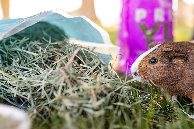Standlee Western Alfalfa Hay Small Animal Food for Rabbits, Guinea Pigs, and Chinchillas, 12 lb. Box