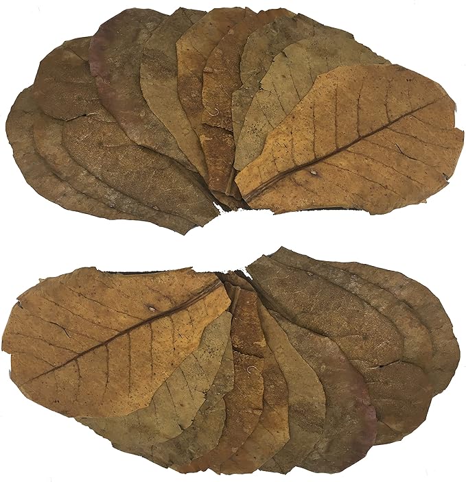 Awesome Aquatic Hermit Crab Catappa Indian Almond Leaves 10 4"-6" Natural Leaf Litter Provides Humidity, Crab Treats with Cellulose, Promotes Breeding, Natural Hiding Spots, Easy to Use