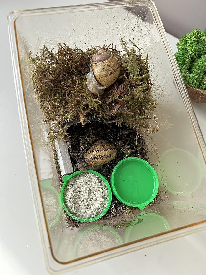Land Snail Food with Protein + Calcium + Minerals - 7 Oz (200 Grams) - For All Types of Pet snails : Garden snail, Giant African snail, Helix Aspersa, Pomatia etc