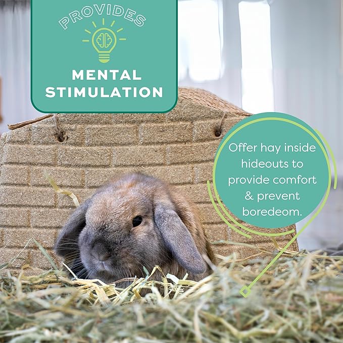 Oxbow Orchard Grass Hay, Rabbit & Guinea Pig Hay, High Fiber for Digestive Health, Grown in USA, Veterinarian Recommended Small Pet Supplies, Bulk Food for Rabbits, Guinea Pigs, & Chinchillas, 20 lbs