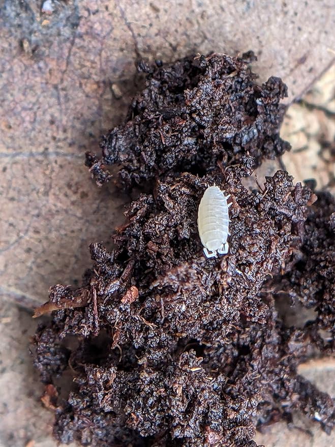 Ordinary Feed Co. Live Dwarf White (Trichorhina tomentosa) Isopod - Cleanup Crew, Reptile & Amphibian Food (50 Count)