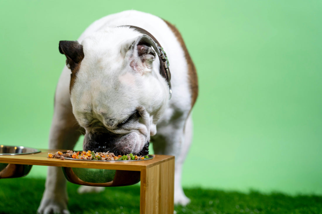 [PETMENT] Does an elevated food bowl actually improve my dog’s digestion?