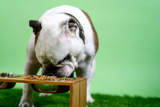 [PETMENT] Does an elevated food bowl actually improve my dog’s digestion?