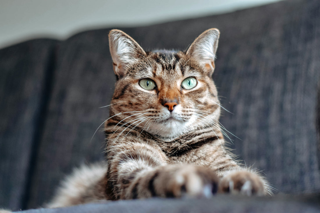 [PETMENT] The "Cardboard Cat Grass Box": How to prevent houseplant chewing and naturally aid hairball elimination