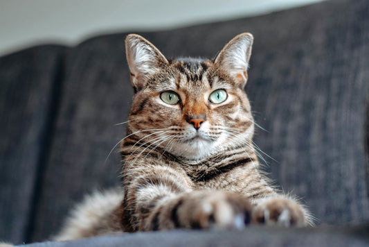 [PETMENT] The "Cardboard Cat Grass Box": How to prevent houseplant chewing and naturally aid hairball elimination