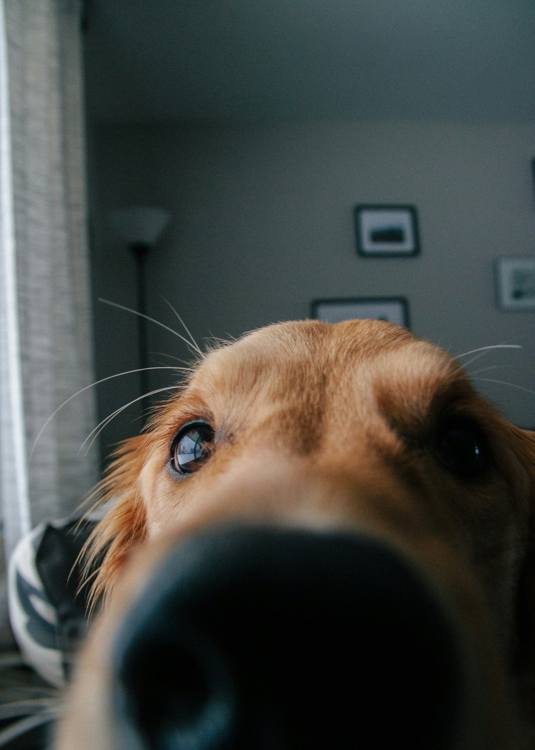 [PETMENT] The "Cardboard Box Sniffing Puzzle": How to mentally tire out an energetic dog indoors on rainy days