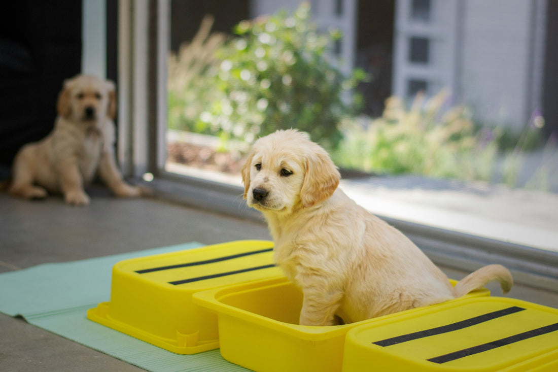 [PETMENT] The "Enzymatic Dissolution" Trick: How to permanently neutralize stubborn pet urine odors