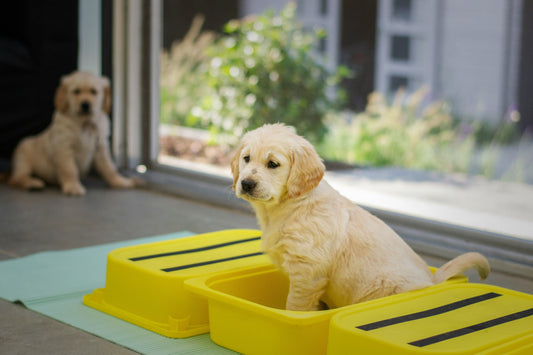 [PETMENT] The "Enzymatic Dissolution" Trick: How to permanently neutralize stubborn pet urine odors