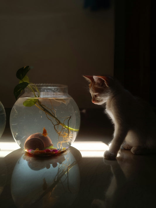 [PETMENT LAB] The Psychology of Verticality: Why Altitude Dictates Feline Confidence