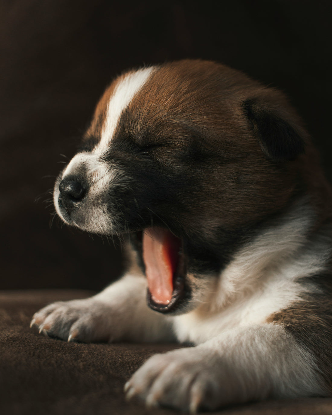 [PETMENT] The "Chilled Stainless Spoon Gum Relief": How to soothe teething puppy gums without messy ice drips on floors