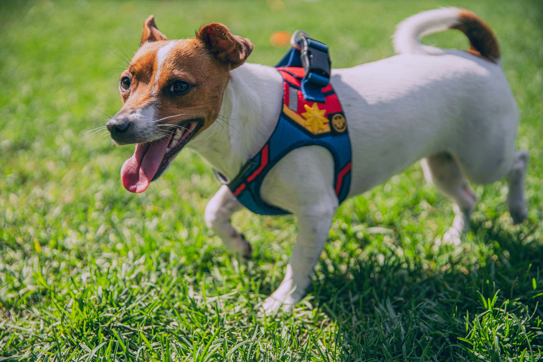[PETMENT] The "Micro-Pacing Harness Adjust": How to stop dog leash pulling without choking or neck strain
