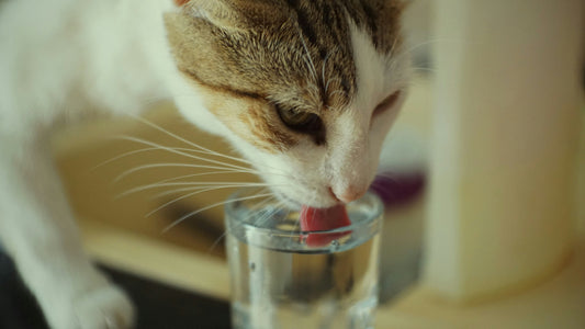 [PETMENT] Is Your Pet Dehydrated? Why "Running Water" Changes Everything