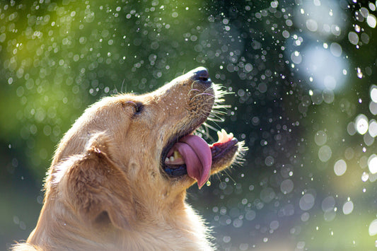 [PETMENT] The "Frozen Broth Lick Cube": How to keep dogs hydrated and cool on hot summer afternoons