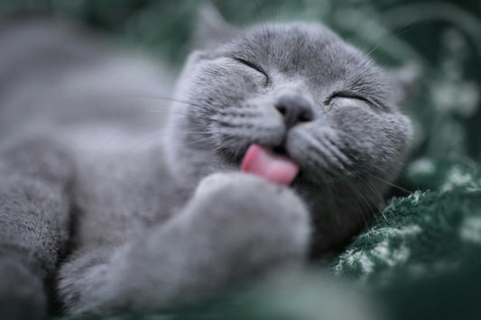 [PETMENT] The "Micro-Dose Olive Oil" Cat Hairball Lubricant: How to relieve feline hairball vomiting without laxative gels