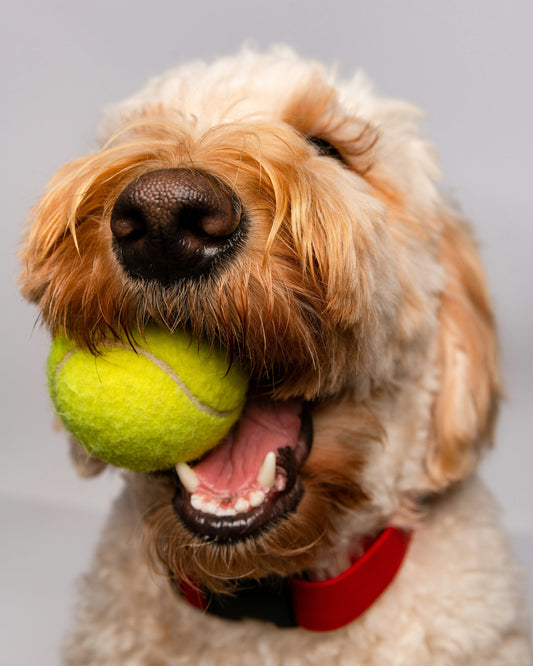 [PETMENT] The "Slow Feed Tennis Ball Puzzle": How to stop fast eating and reduce digestion bloat using a standard muffin tin