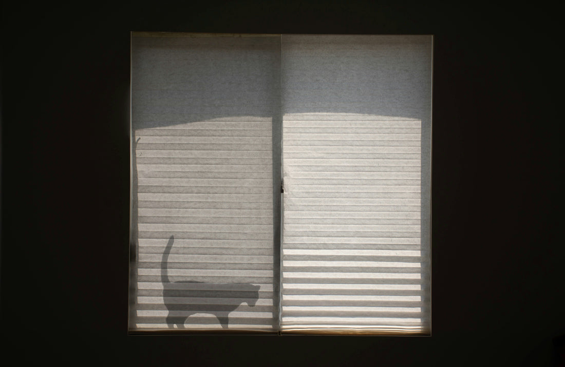 [PETMENT] The "Pacing Window Shield": How to stop excessive territorial barking at window passersby in 5 seconds