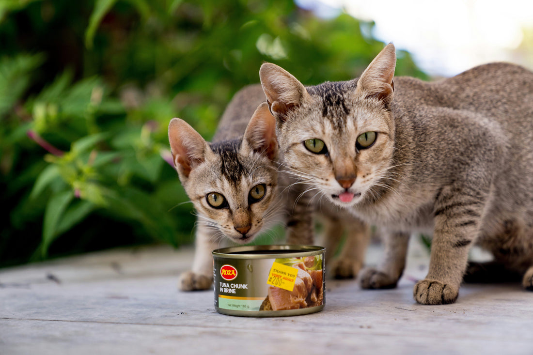 [PETMENT] The "Slow-Feeder Lick Mat": How to extend cat wet food mealtime from 30 seconds to 10 minutes