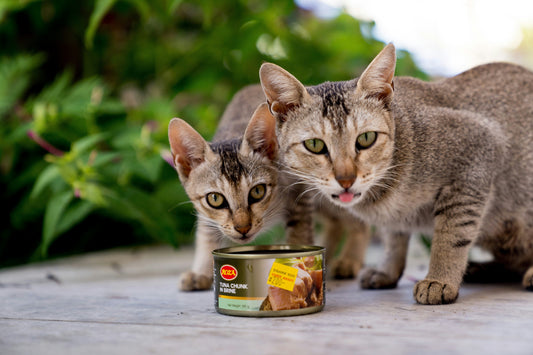 [PETMENT] The "Slow-Feeder Lick Mat": How to extend cat wet food mealtime from 30 seconds to 10 minutes