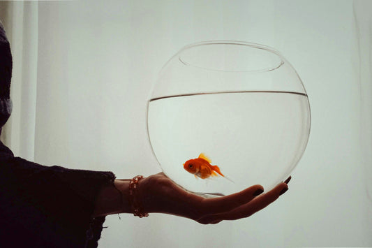 [PETMENT LAB] Aquatic Bio-Engineering: Mastering the Nitrogen Cycle for a Self-Sustaining Ecosystem
