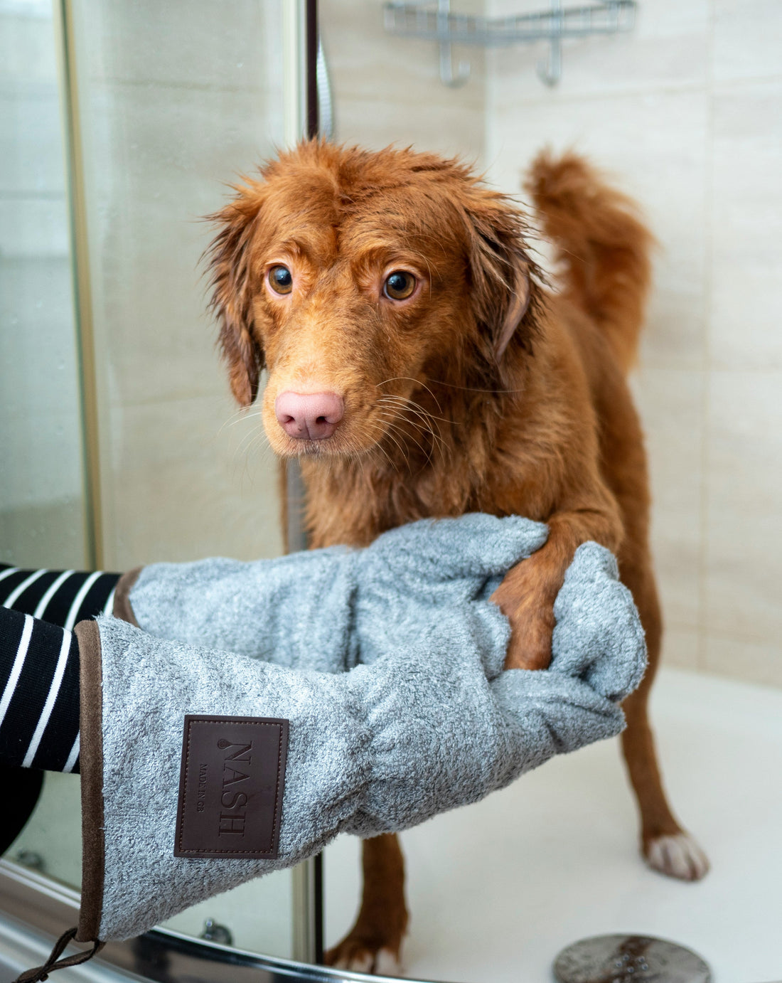 [PETMENT] The "Peanut Butter Muzzle Distraction": How to eliminate bath-time anxiety and clipping stress using vertical wall licking