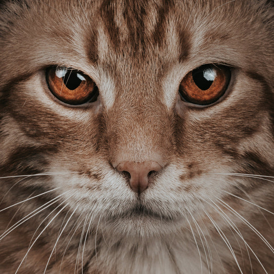 [PETMENT] Why do my cat's eyes glow like "Lasers" in a dark room?
