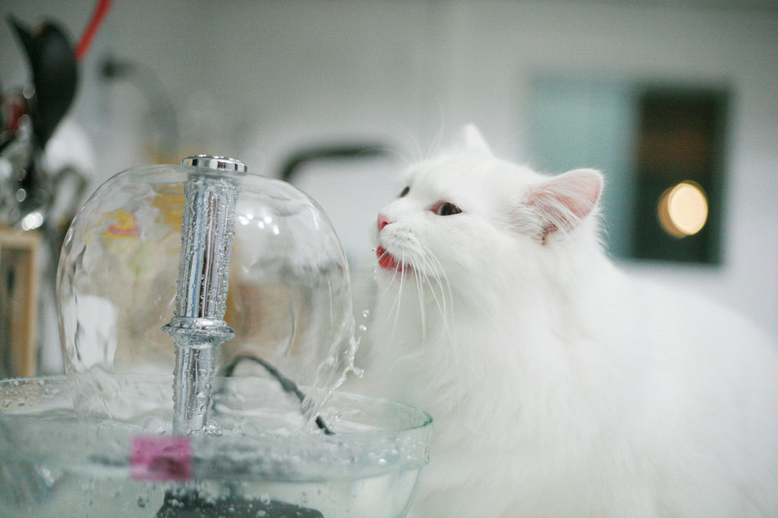 [PETMENT] The "Feline Hydration" Geometry: Why your cat refuses to drink next to their food bowl
