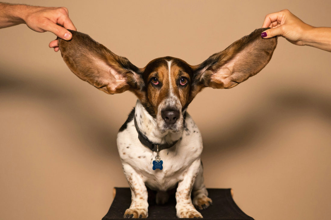 [PETMENT] The "Vinegar Ear Wipe": How to prevent smelly ear infections in floppy-eared dogs after swimming