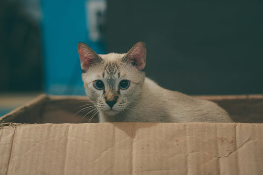 [PETMENT] Why Your Cat Prefers the Box Over the Expensive Bed (The Science of Security)