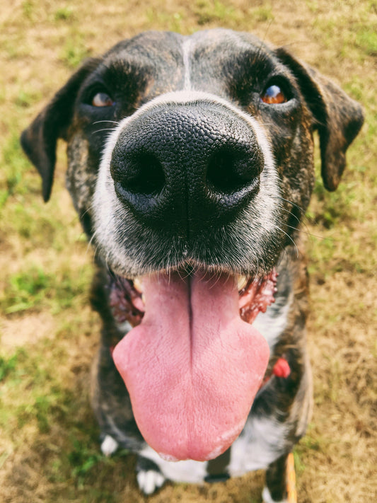 [PETMENT] Why does your dog spend 5 minutes sniffing a single lamp post?