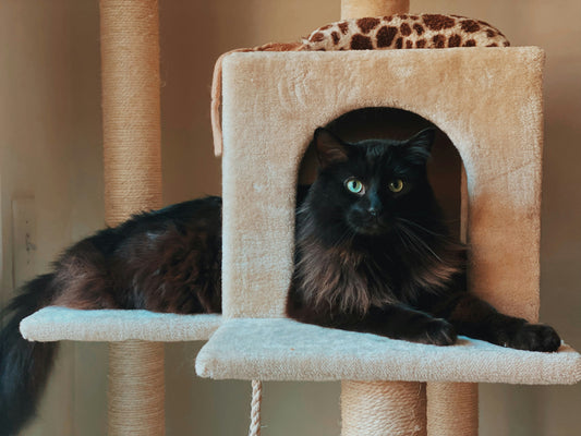 [PETMENT LAB] Environmental Enrichment: The Psychology of "Safe Spaces"