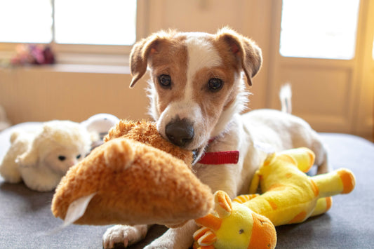 [PETMENT] Why do dogs love squeaky toys so much? (The Biology of High-Frequency Sound)