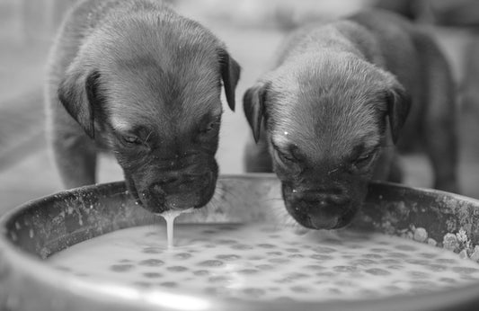 [PETMENT LAB] The Invisible Slime: Why Your Dog’s Bowl is a Biological Battlefield