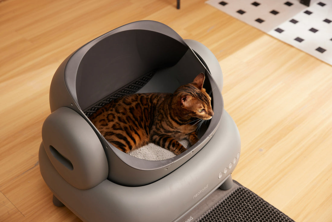 [PETMENT] The "Cardboard Box Litter Catch Grid": How to stop sticky cat litter granules from tracking across living room hardwood floors
