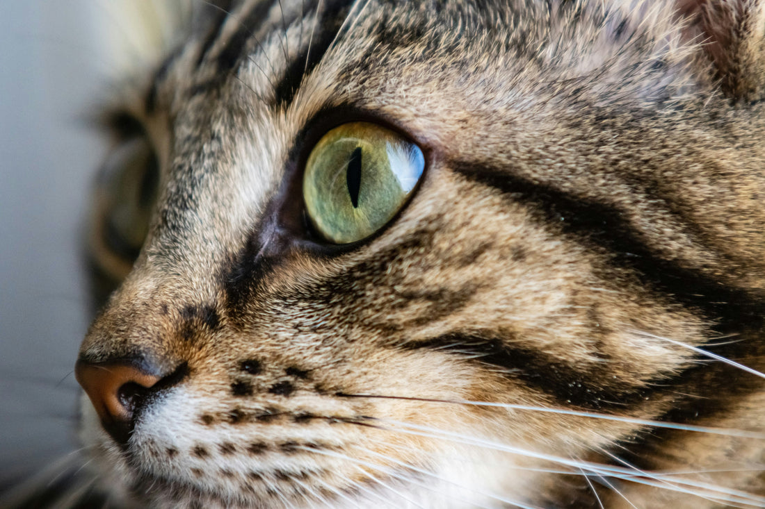 [PETMENT] The "Pillow Wall Safe Zone": How to calm cats terrified by loud thunder or summer fireworks