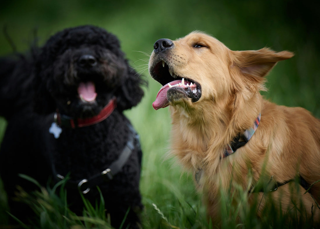 [PETMENT] The "Toothpaste Friction" Trick: How to clean dog teeth without brushing or causing stress