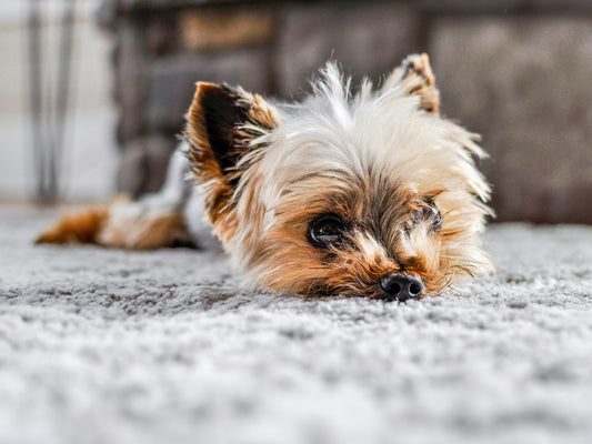 [PETMENT] The "Baking Soda Carpet Sweep": How to remove deep pet odor from fabric rugs in 10 minutes without washing