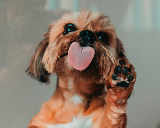 [PETMENT] The "Microfiber Paw Bath Mat": How to clean muddy dog paws at the front door before they enter the living room