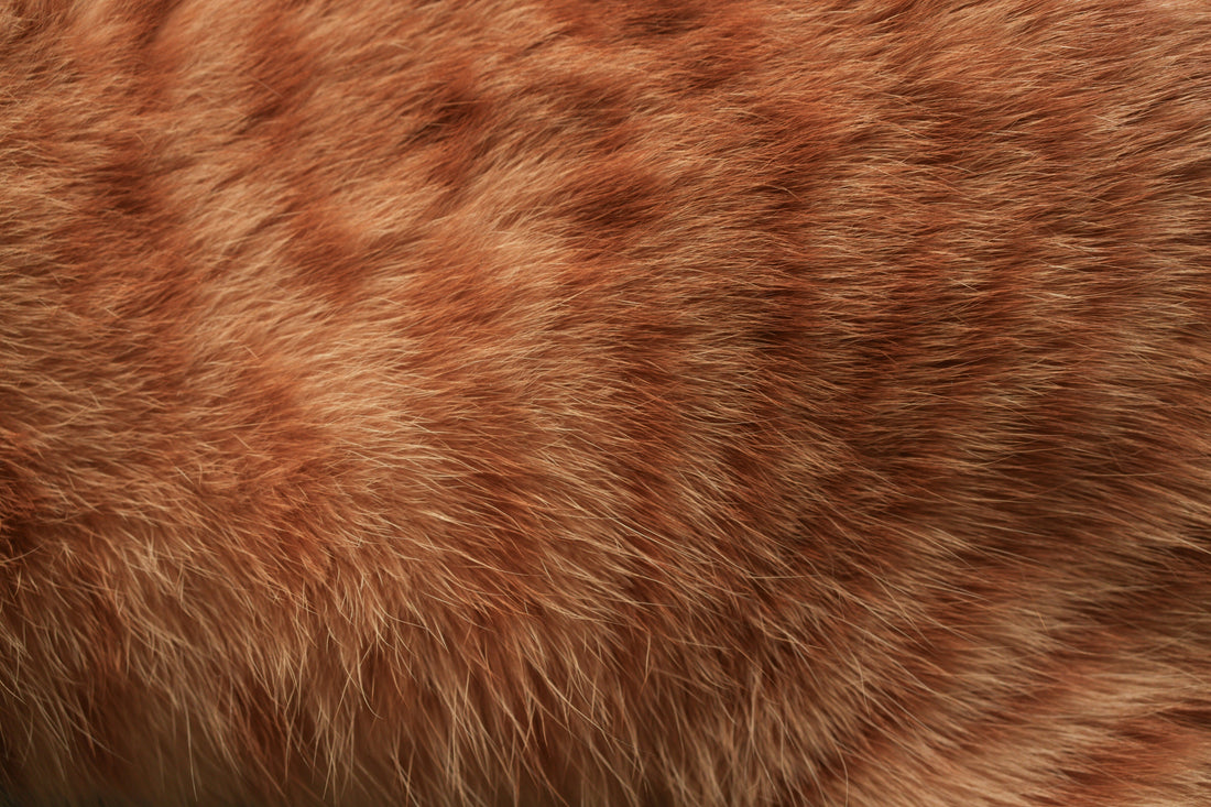 [PETMENT] The "Pumice Stone Carpet Hair Lift": How to pull deeply embedded dog and cat fur out of thick carpet fibers