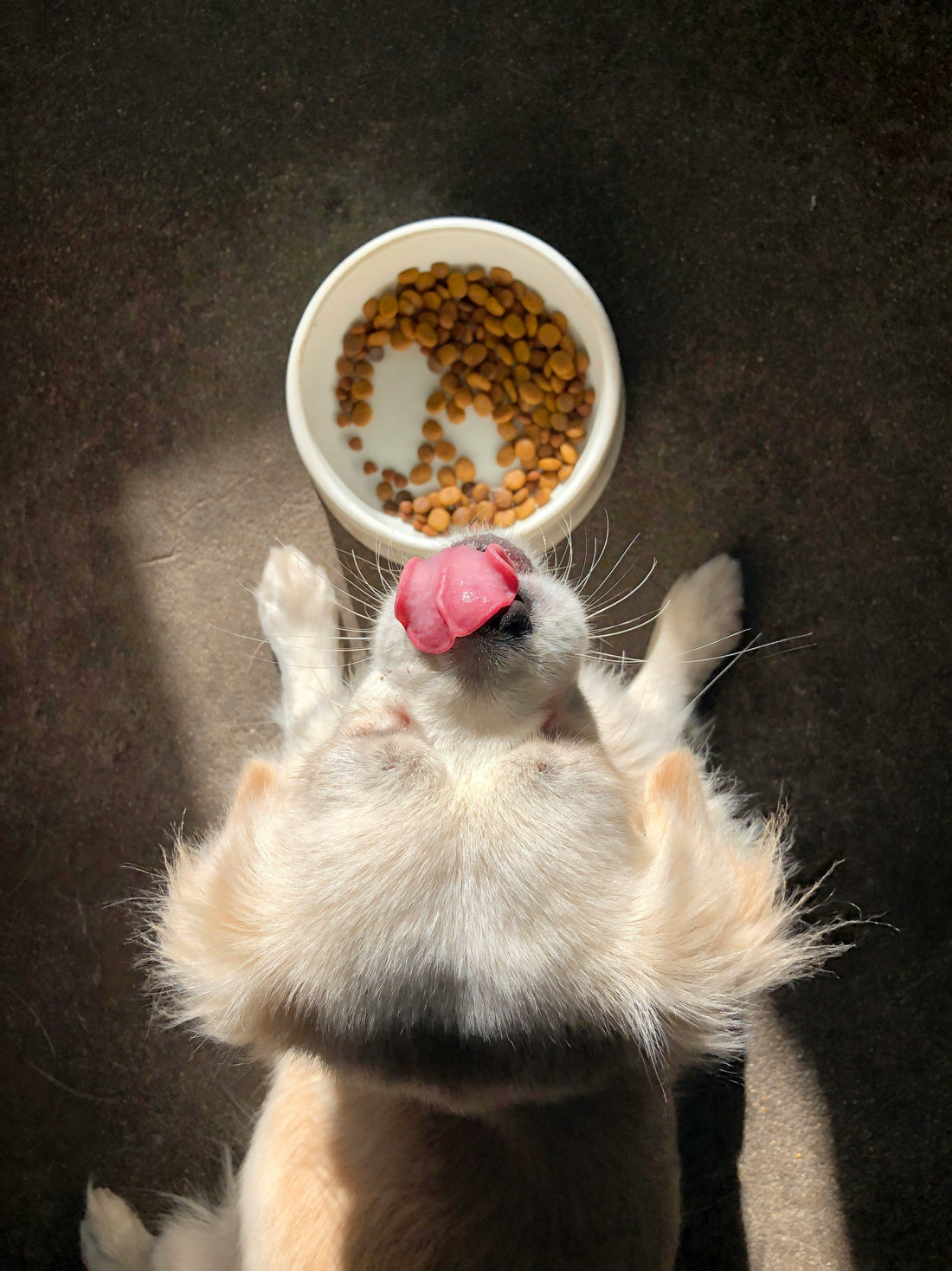 [PETMENT] The "Humidity Barrier" Rule: How to keep dry kibble crisp and mold-free in summer
