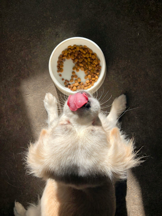 [PETMENT] The "Humidity Barrier" Rule: How to keep dry kibble crisp and mold-free in summer