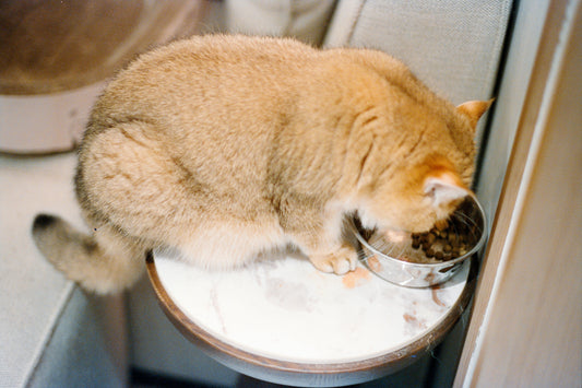 [PETMENT LAB] The Biofilm Battle: Why Your Pet’s Bowl Material Matters
