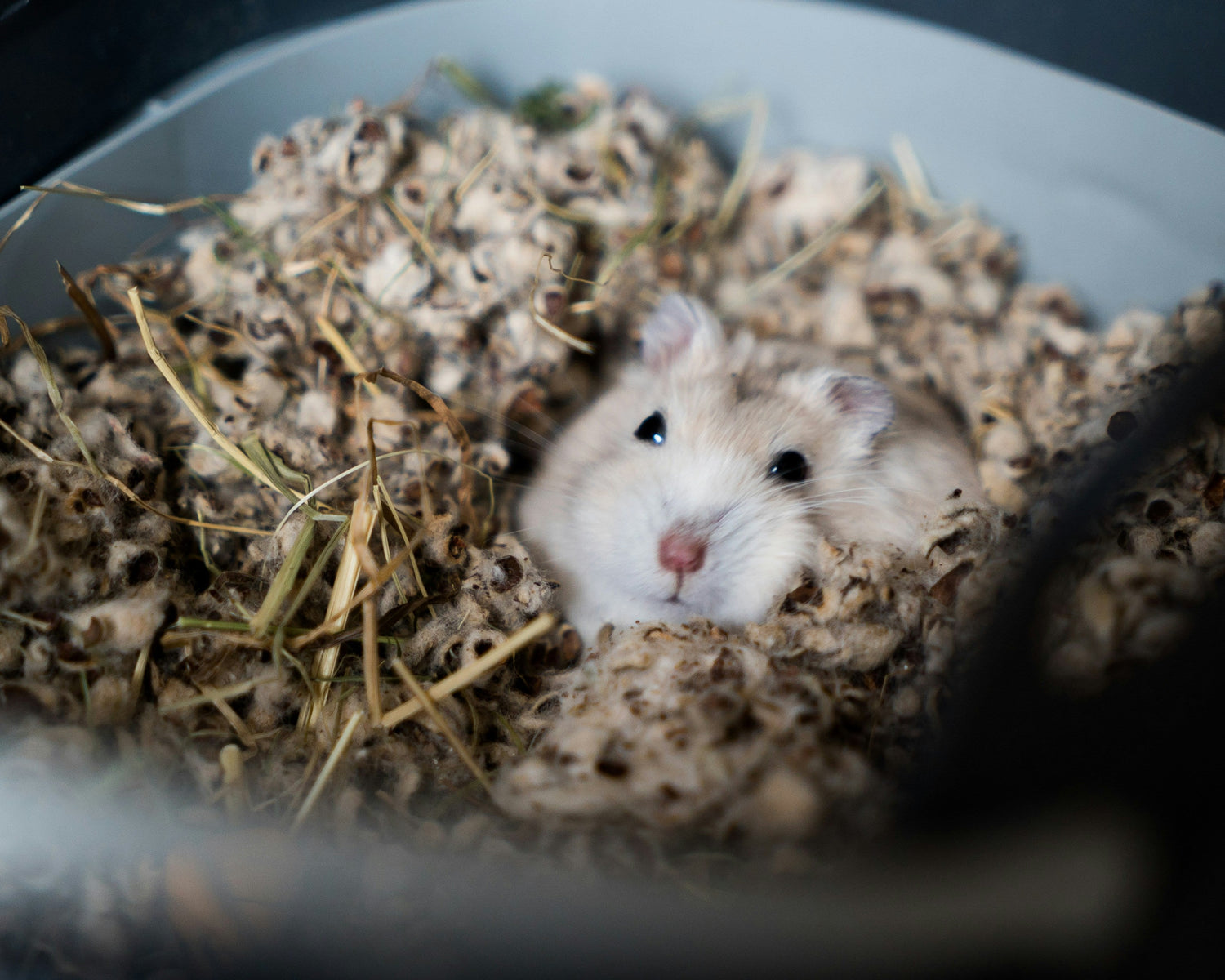 SMALL ANIMALS
