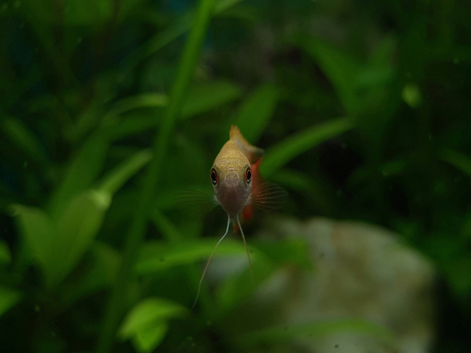 FISH & AQUATICS