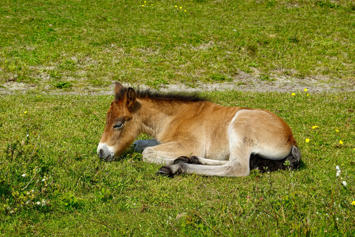 HORSE