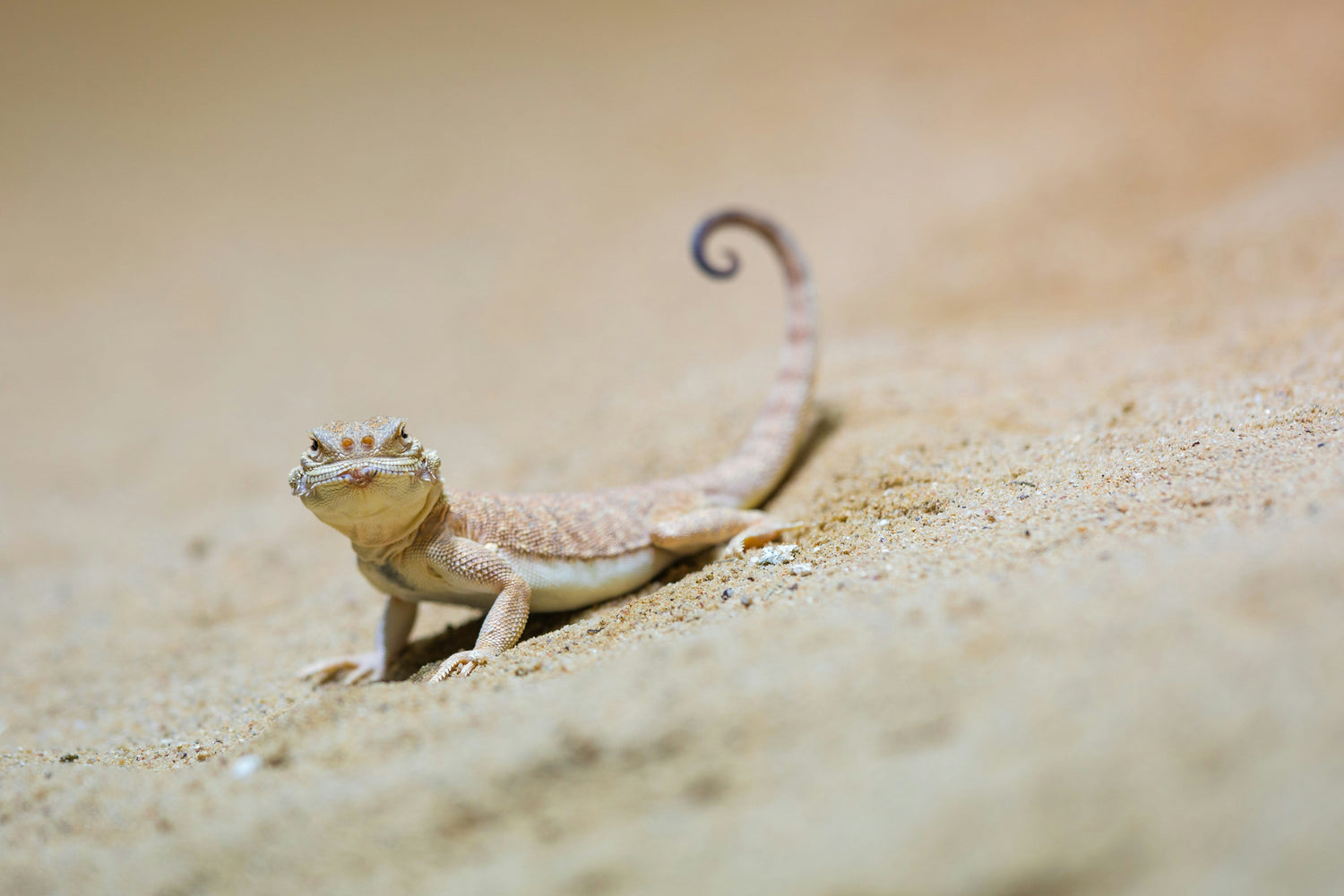 REPTILE & AMPHIBIAN